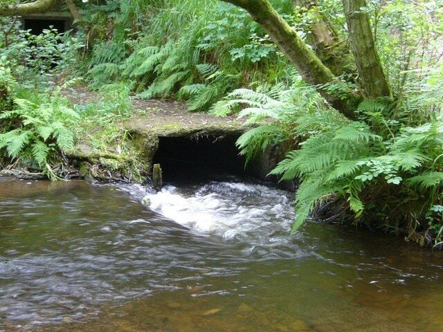A stream flowing under a stone bridge surrounded by lush ferns and trees.