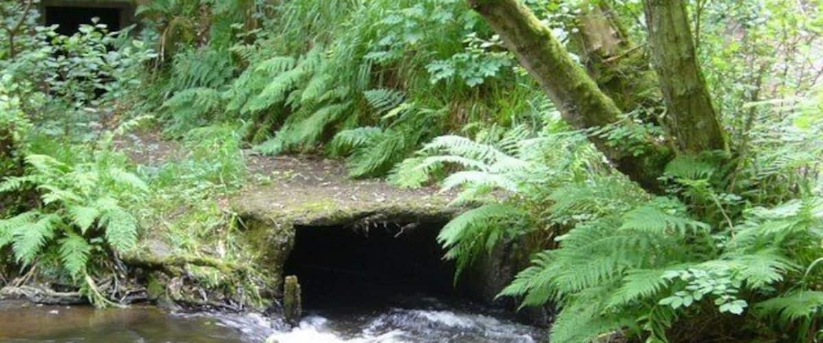 A stream flowing under a stone bridge surrounded by lush ferns and trees.