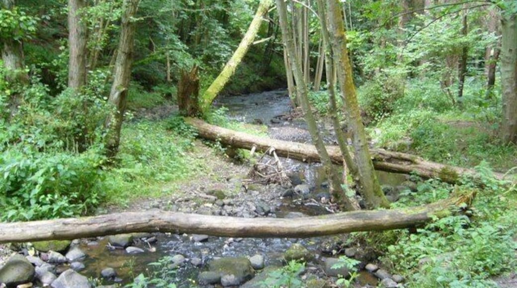 Gore Glen Woodland Park The Gore Water shortly before its confluence with the South Esk.
