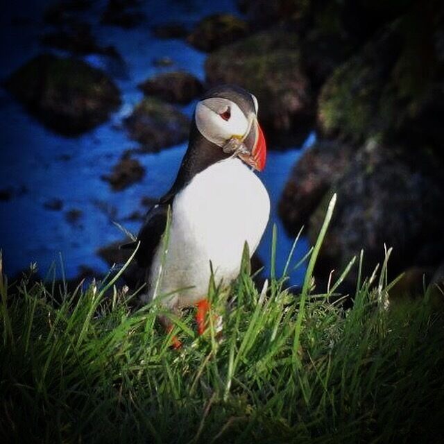 Puffin 😊