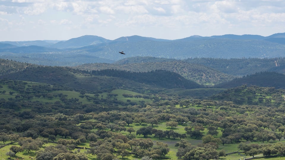 A landscape with rolling hills, scattered trees, and a distant airplane flying over a valley.
