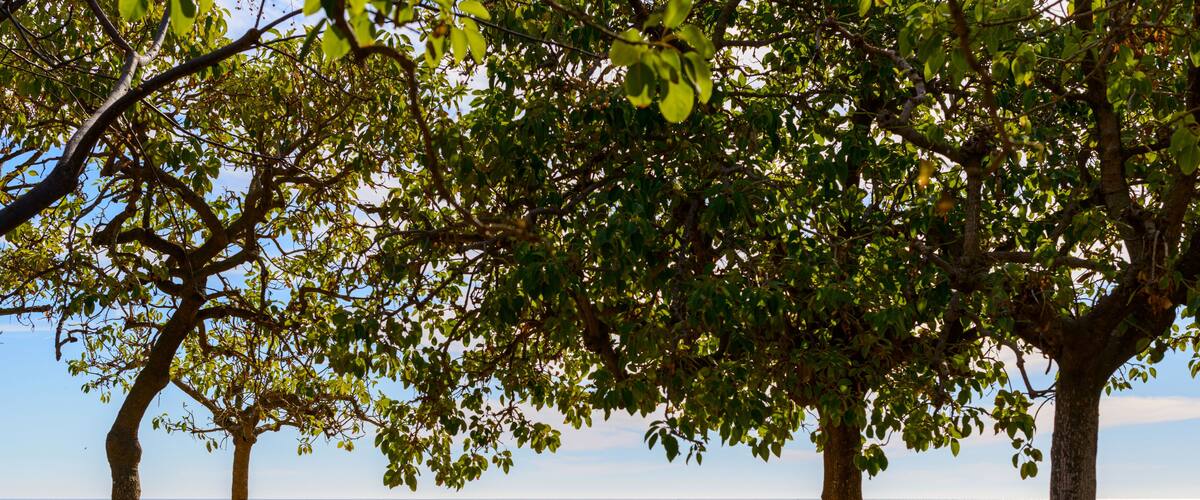 A beach with three trees and a clear view of the ocean.