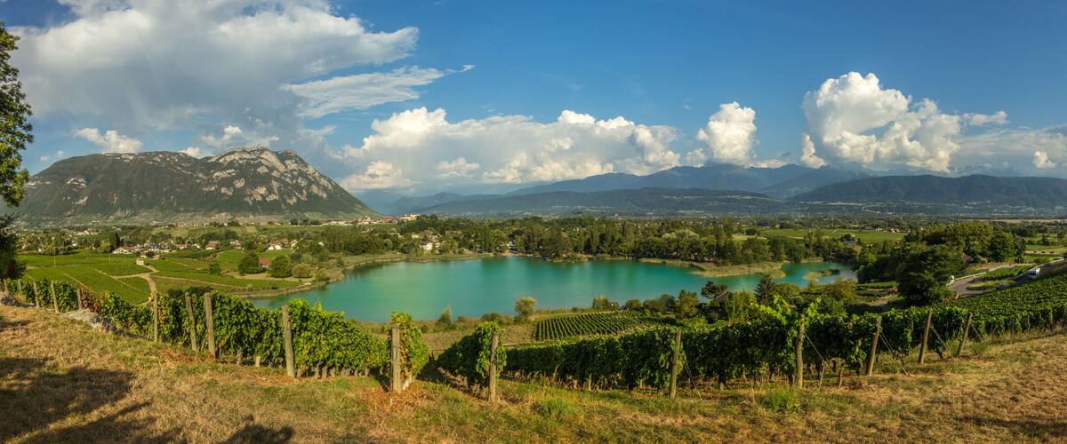 A lake surrounded by vineyards, mountains, and a clear sky.