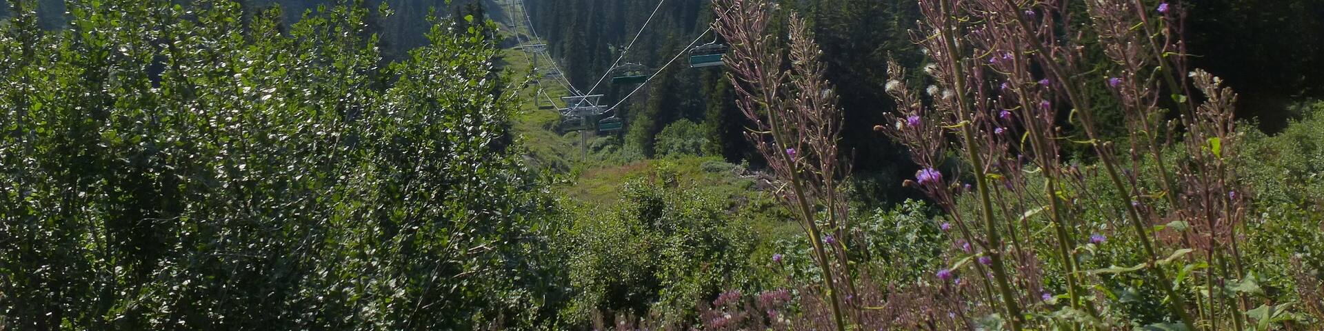 A cable car system in a mountainous area with lush greenery and distant mountain peaks.