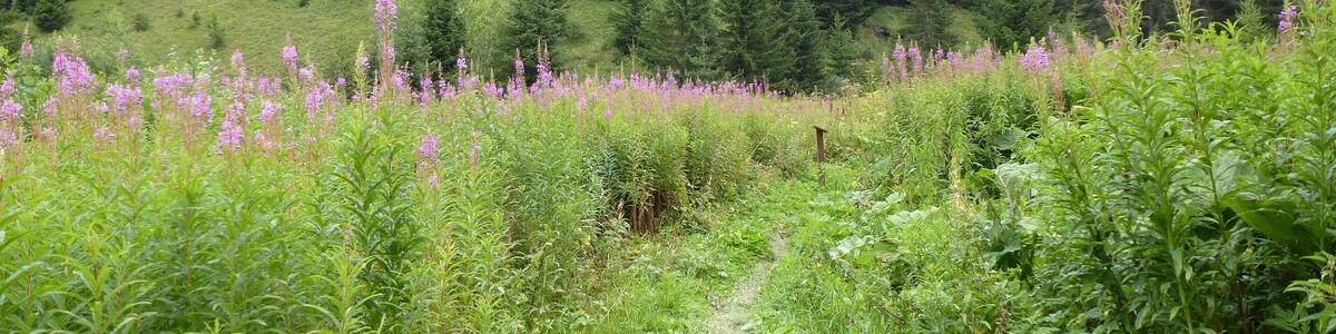 sentier de notre dame de bellecombe