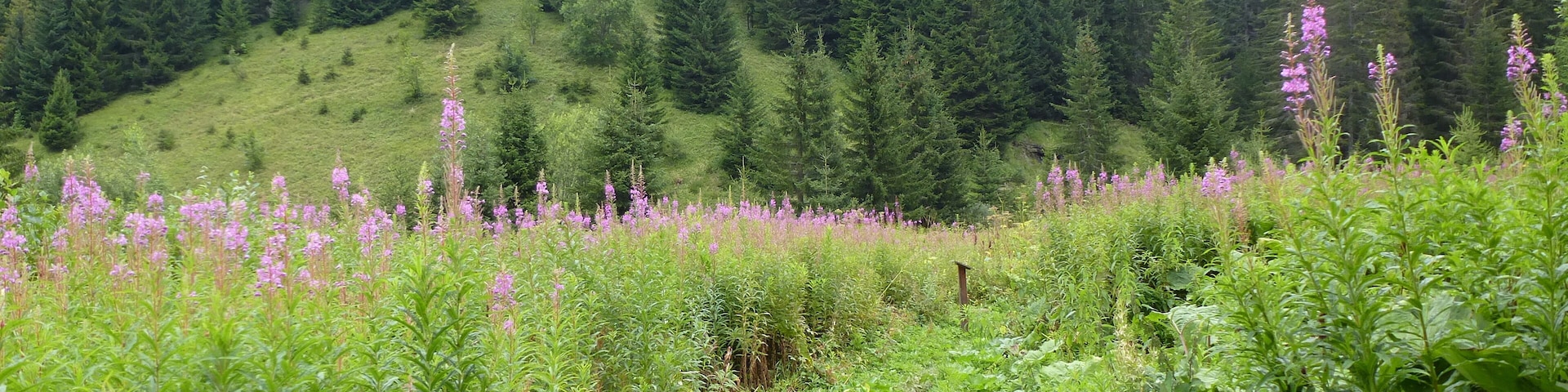 sentier de notre dame de bellecombe