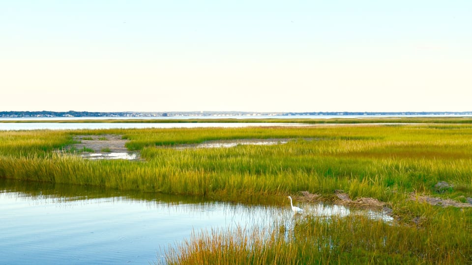 A marshland with water and green vegetation.