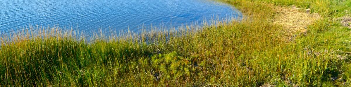 A small cove off of Moriches Bay is protected by the embrace of marshland. Westhampton Beach, Long island, NY. Copy space.