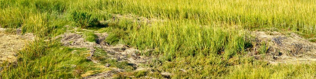 A sweeping expanse of salt marsh on Long Island's south shore. Westhampton Beach, NY. Copy space.
