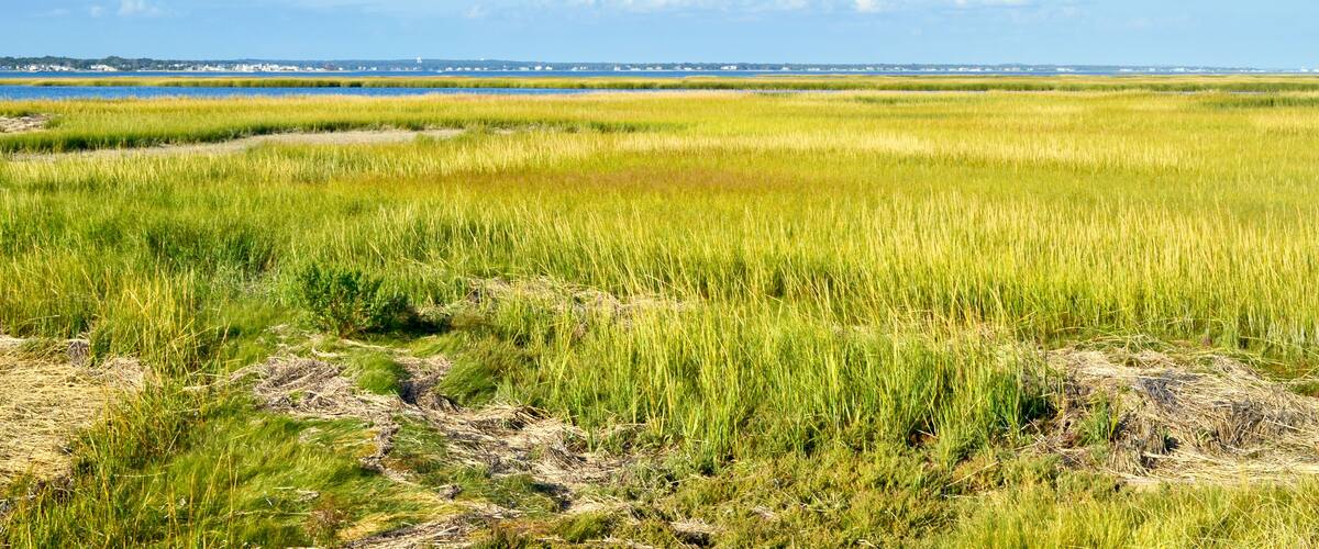 A sweeping expanse of salt marsh on Long Island's south shore. Westhampton Beach, NY. Copy space.