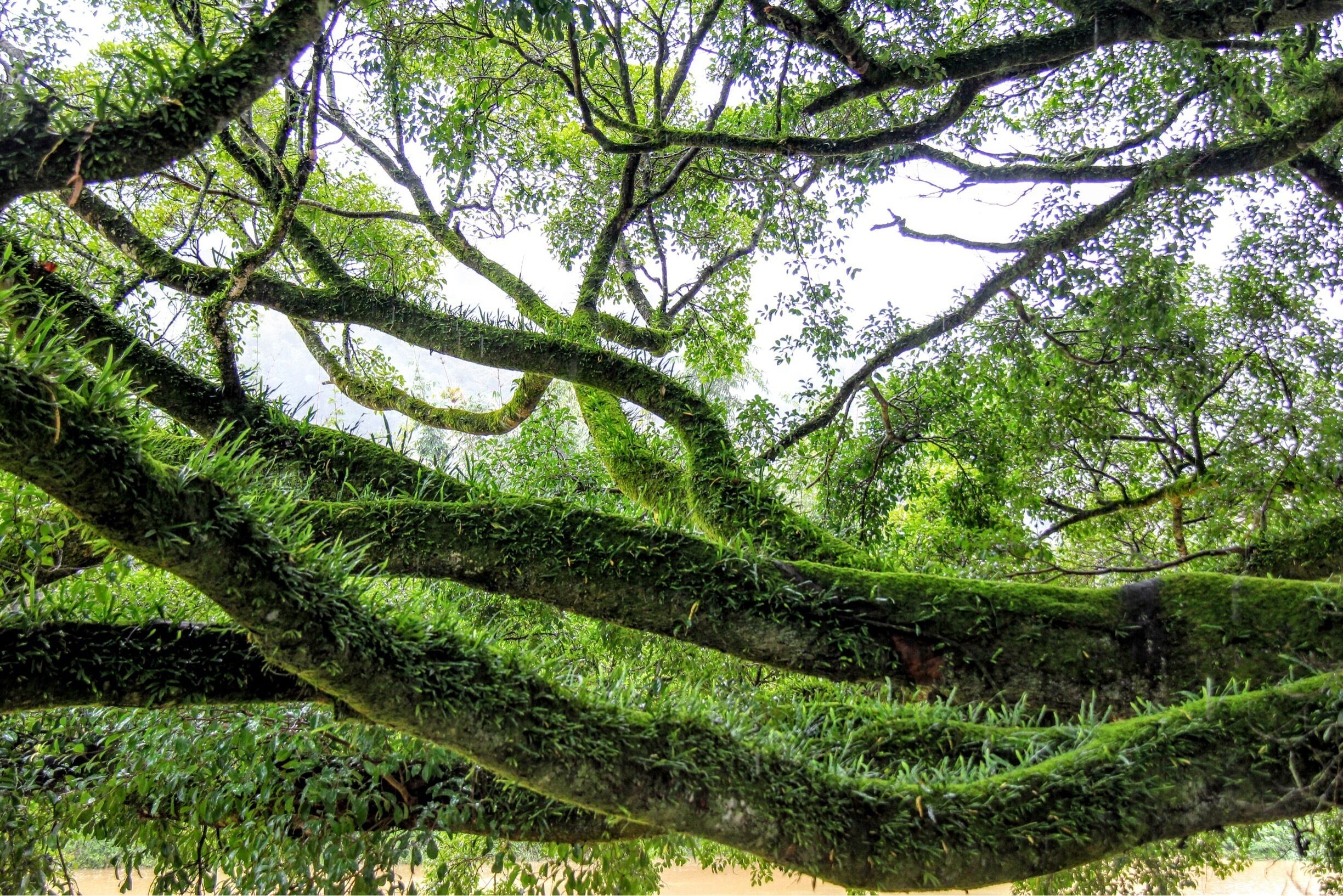 Awesome trees trunks covered with mosses-Fujian #China #travel #nature #trees 