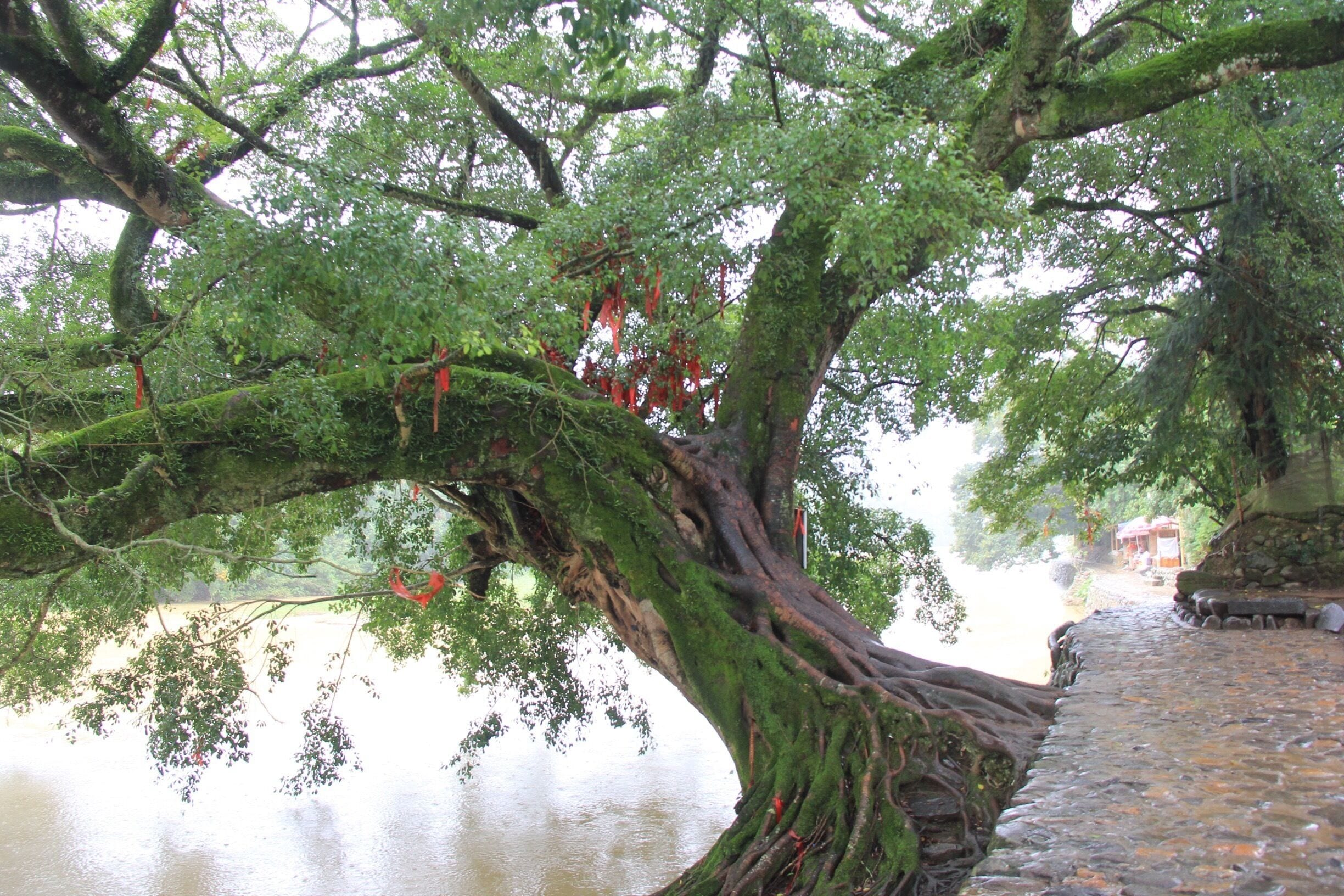 Old wizard tree about 600 years is Soo beautiful and awesome #China #travel #landscape #nationalpark #hiking #trees
