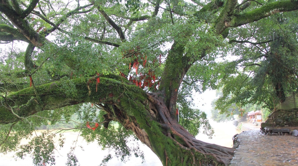 Old wizard tree about 600 years is Soo beautiful and awesome #China #travel #landscape #nationalpark #hiking #trees