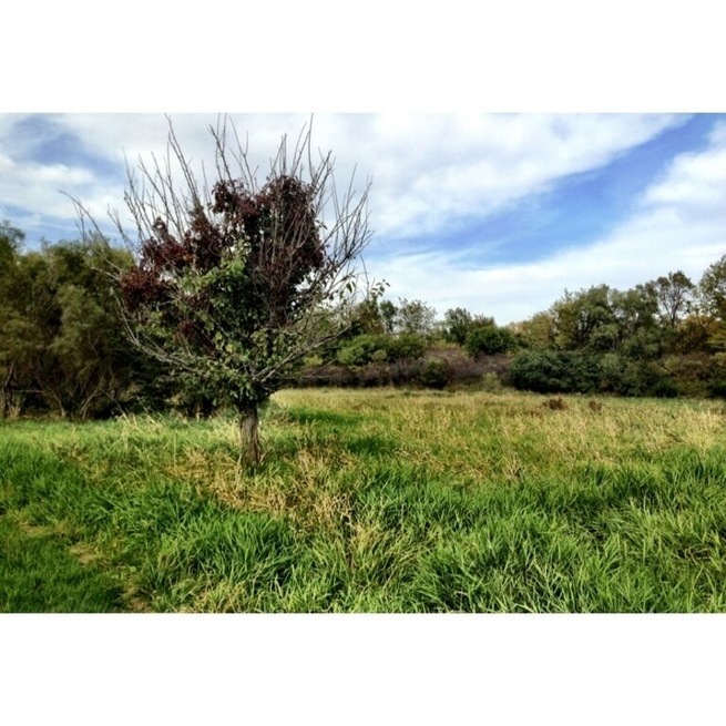 Normally there is a lake here, the drought this summer completely dried it up.
