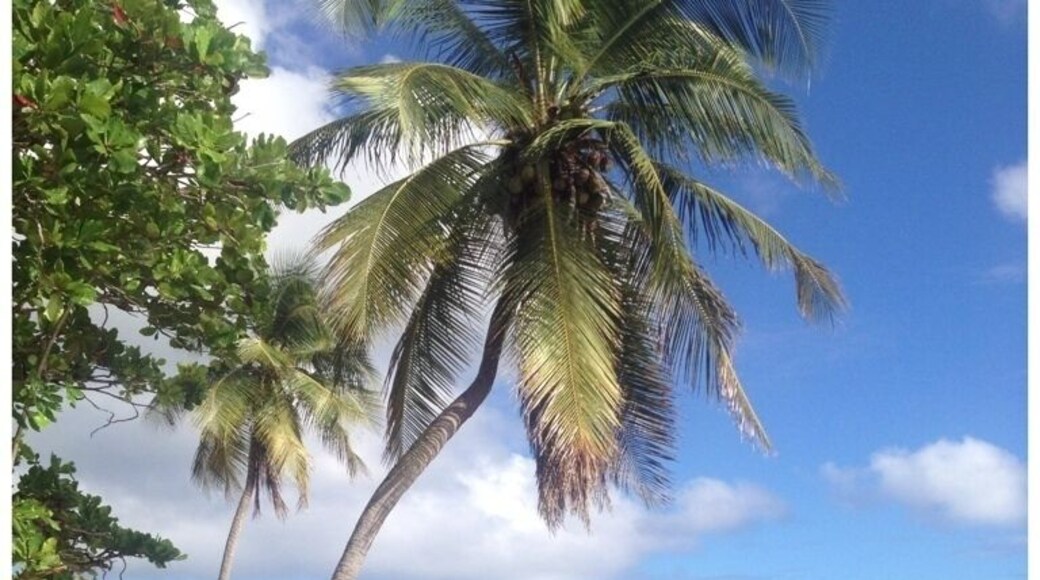 Swing by the restaurants along the water and you'll find amazing views and this washed up sailboat
