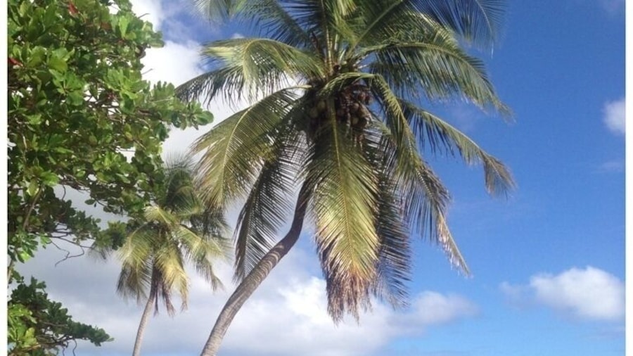 Swing by the restaurants along the water and you'll find amazing views and this washed up sailboat