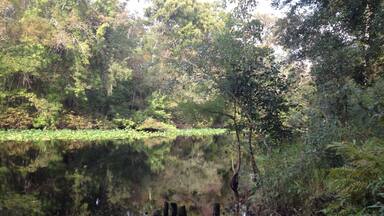 Ocala national forest primitive campground #camp