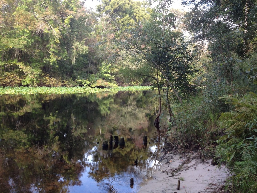 Ocala national forest primitive campground #camp