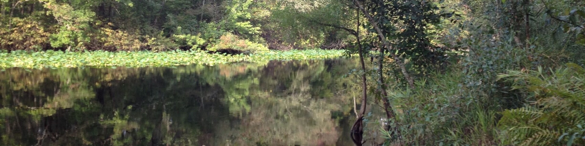 Ocala national forest primitive campground #camp