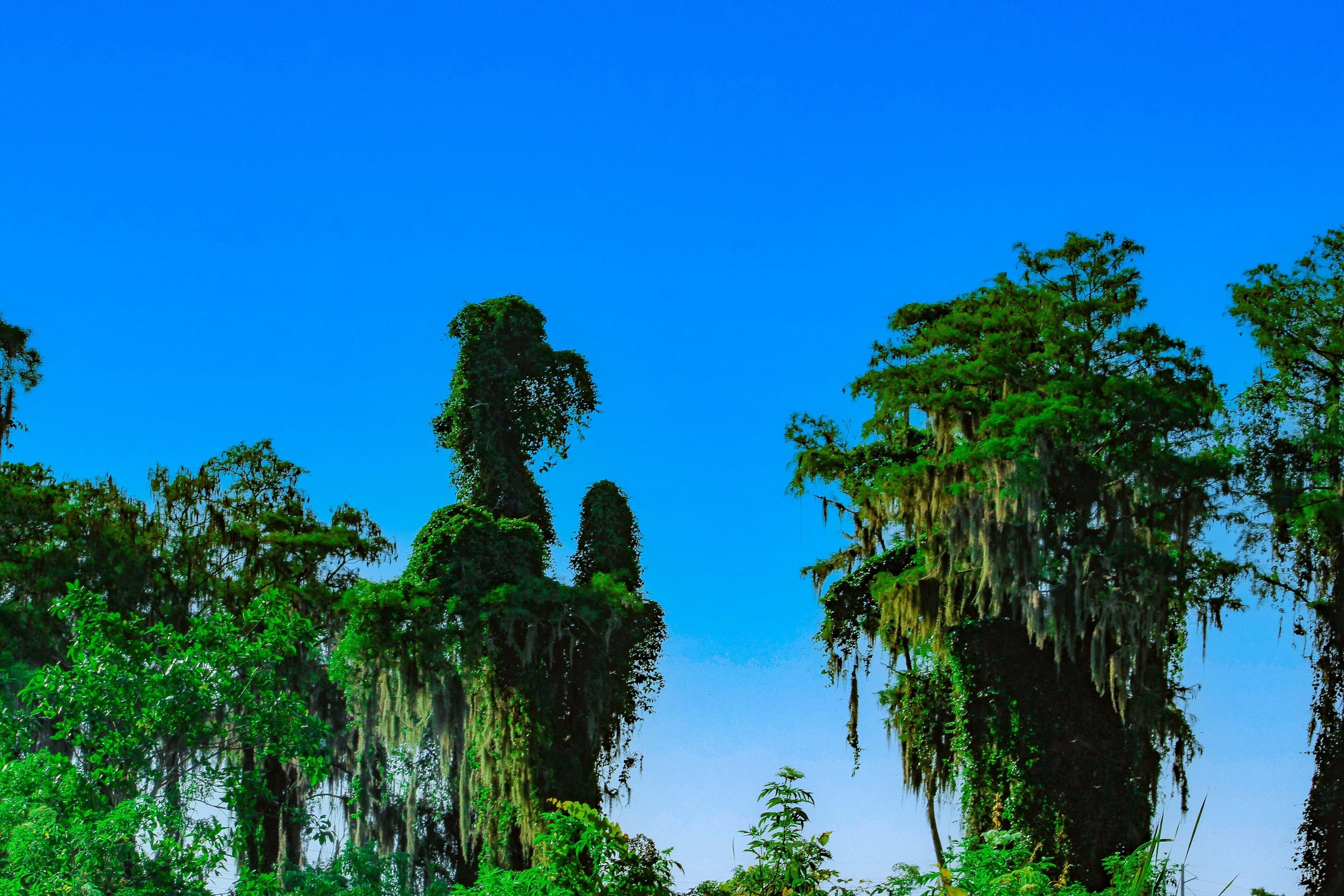 happy big dog plays with a balloon