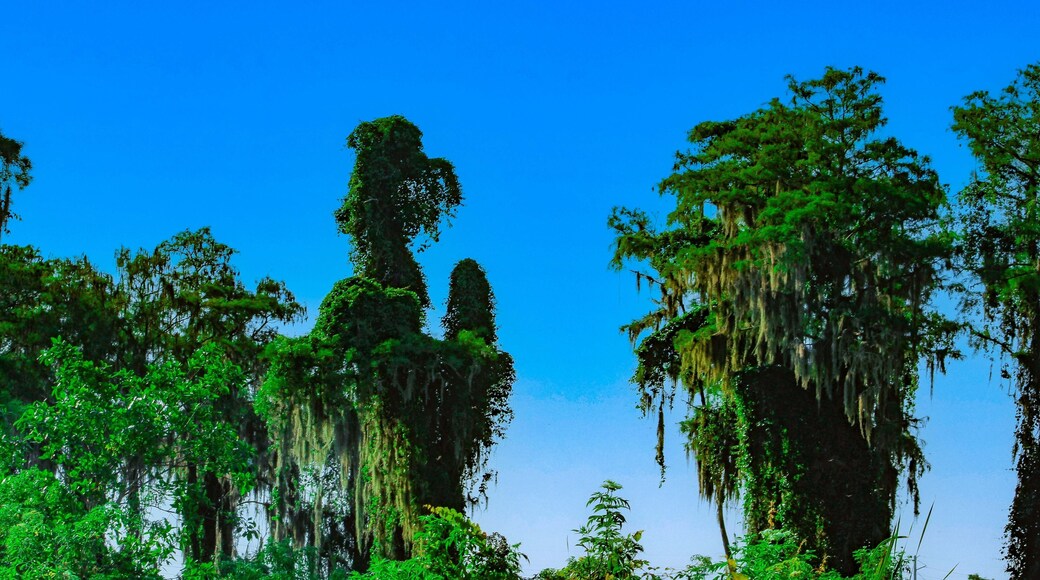 happy big dog plays with a balloon