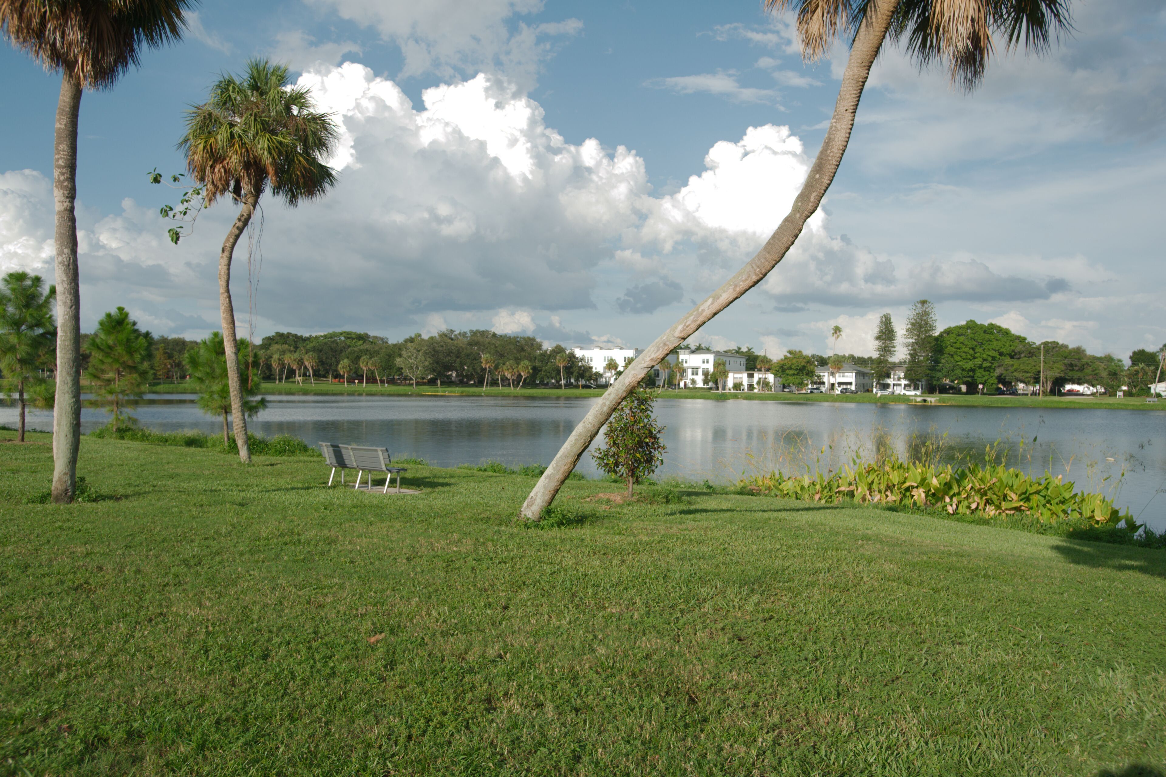 Wide shot Looking  north over green grass and palm trees Crescent Lake park in St. petersburg, FL. Green plants and trees in the foreground. Buildings in the back. Partly sunny day with blue sky, gray