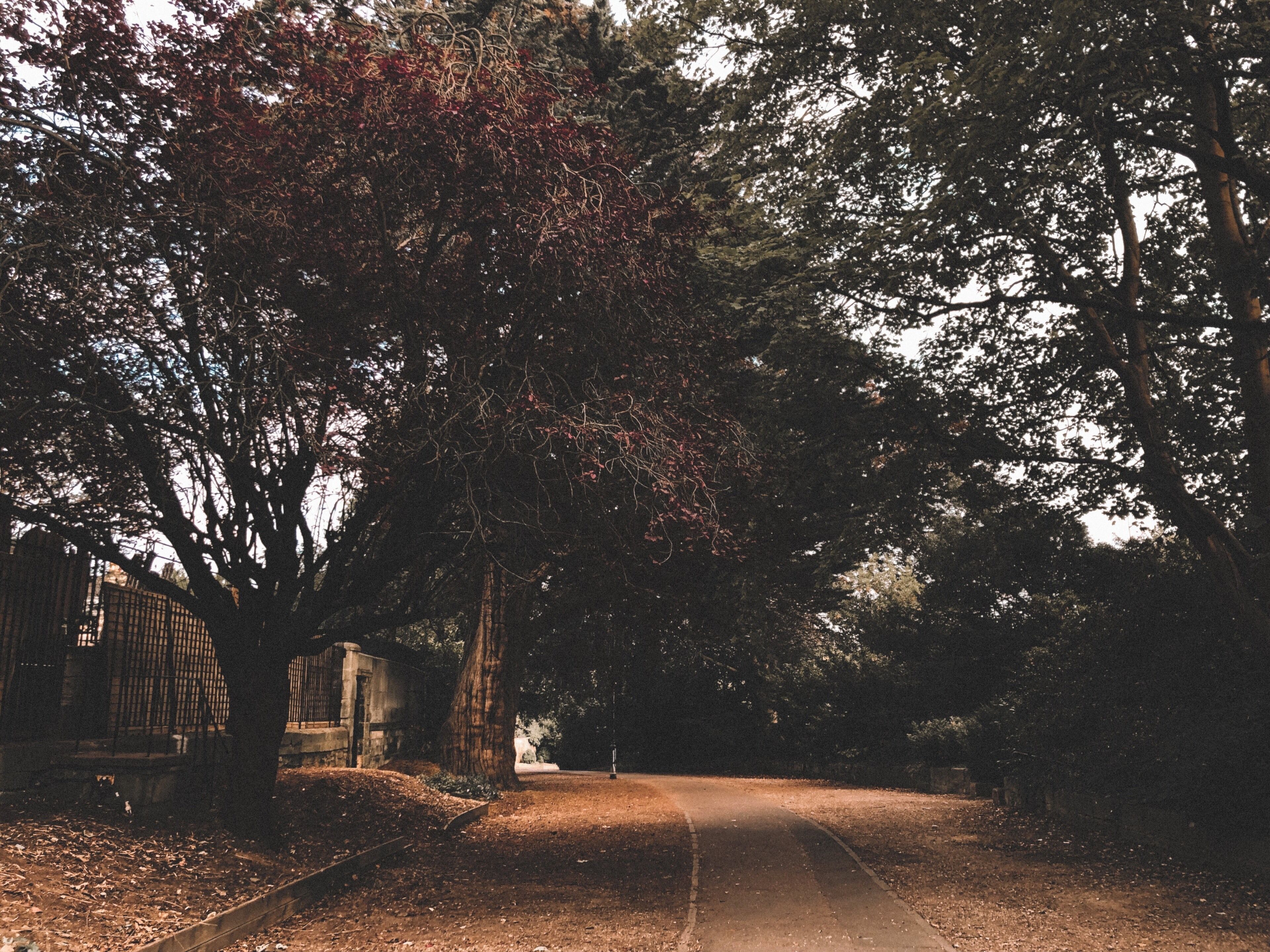 Beautiful park with squirrels 🐿