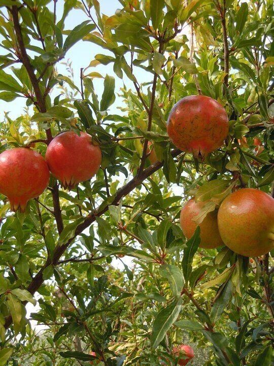 Pomegranates in Apulia
