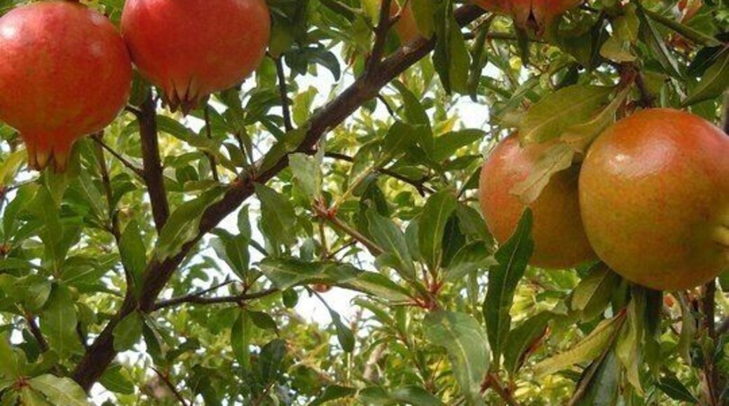 Pomegranates in Apulia