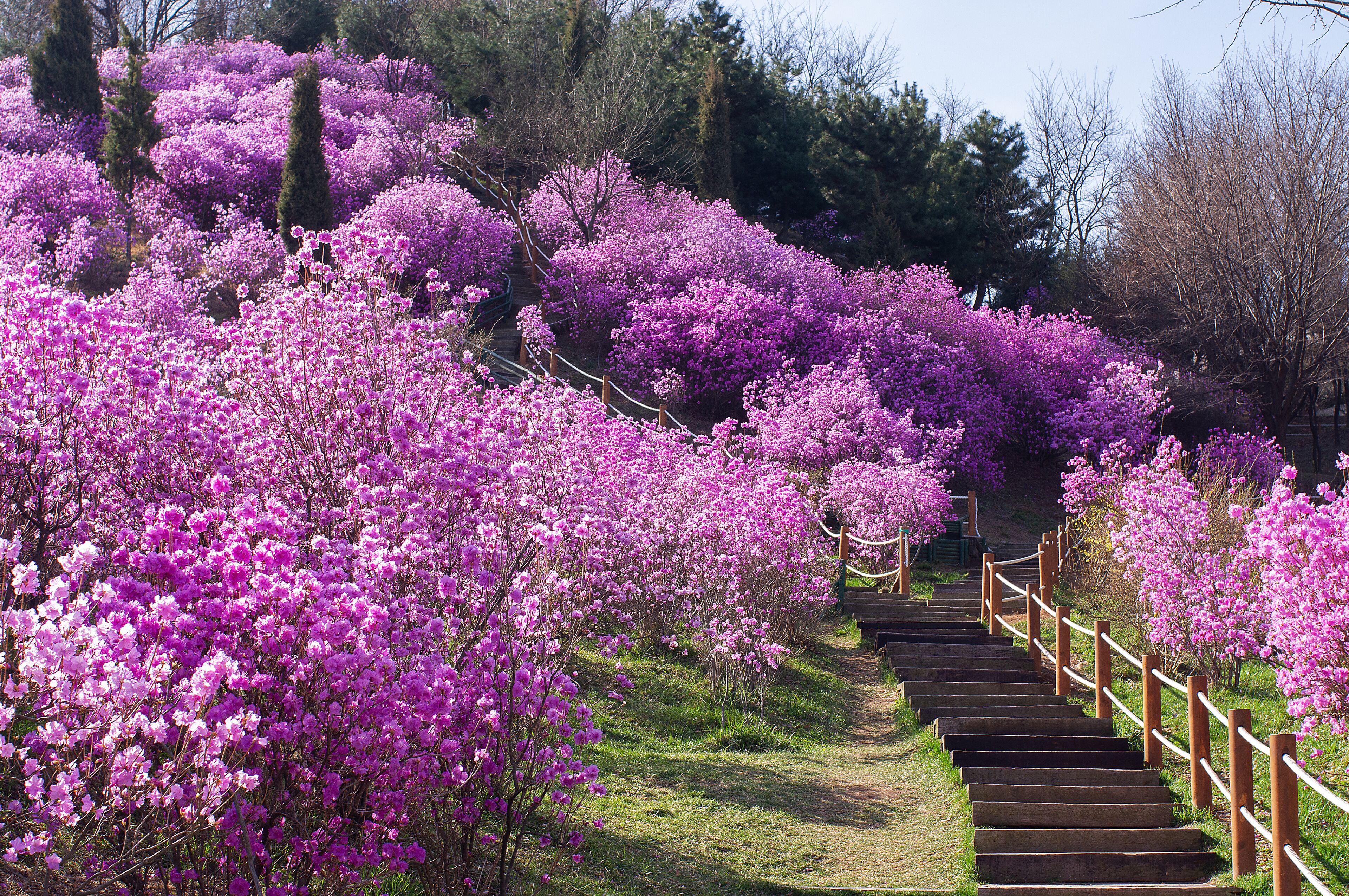 Azalea hills in Bucheon city, Korea