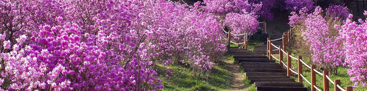 Azalea hills in Bucheon city, Korea