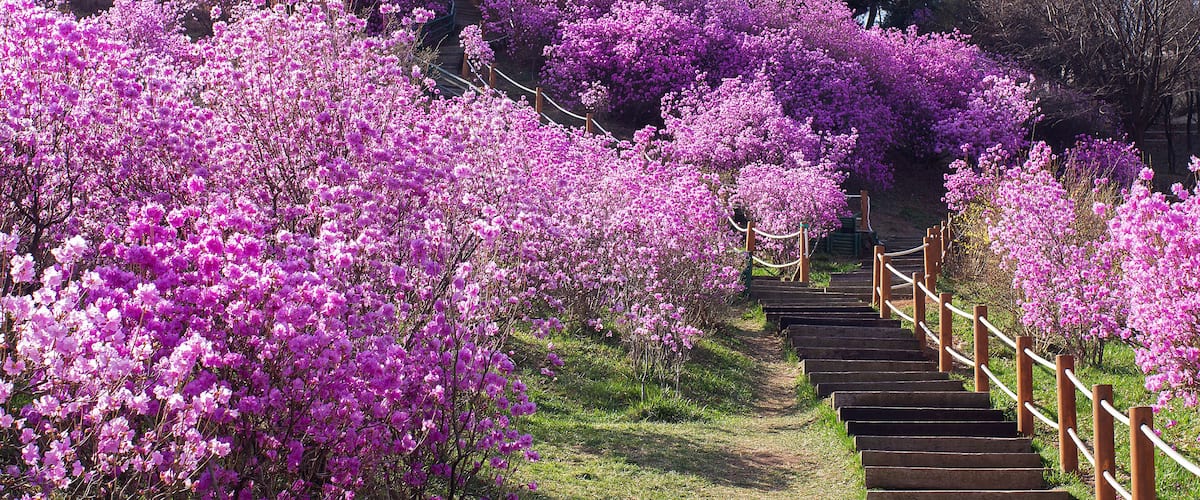 Azalea hills in Bucheon city, Korea