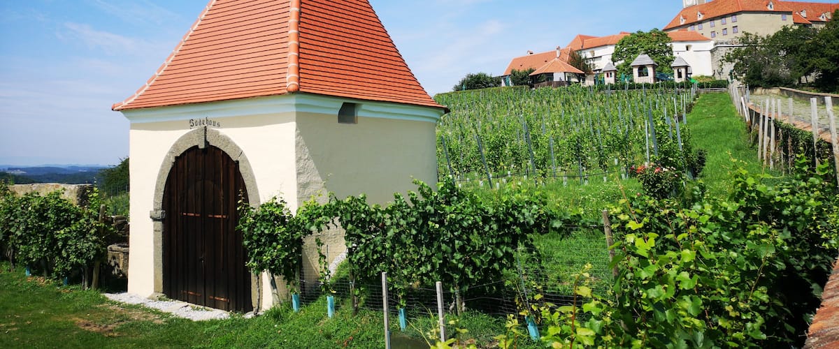 A vineyard with rows of grapevines, a small building with a red roof, and a larger building with a clock tower in the background.
