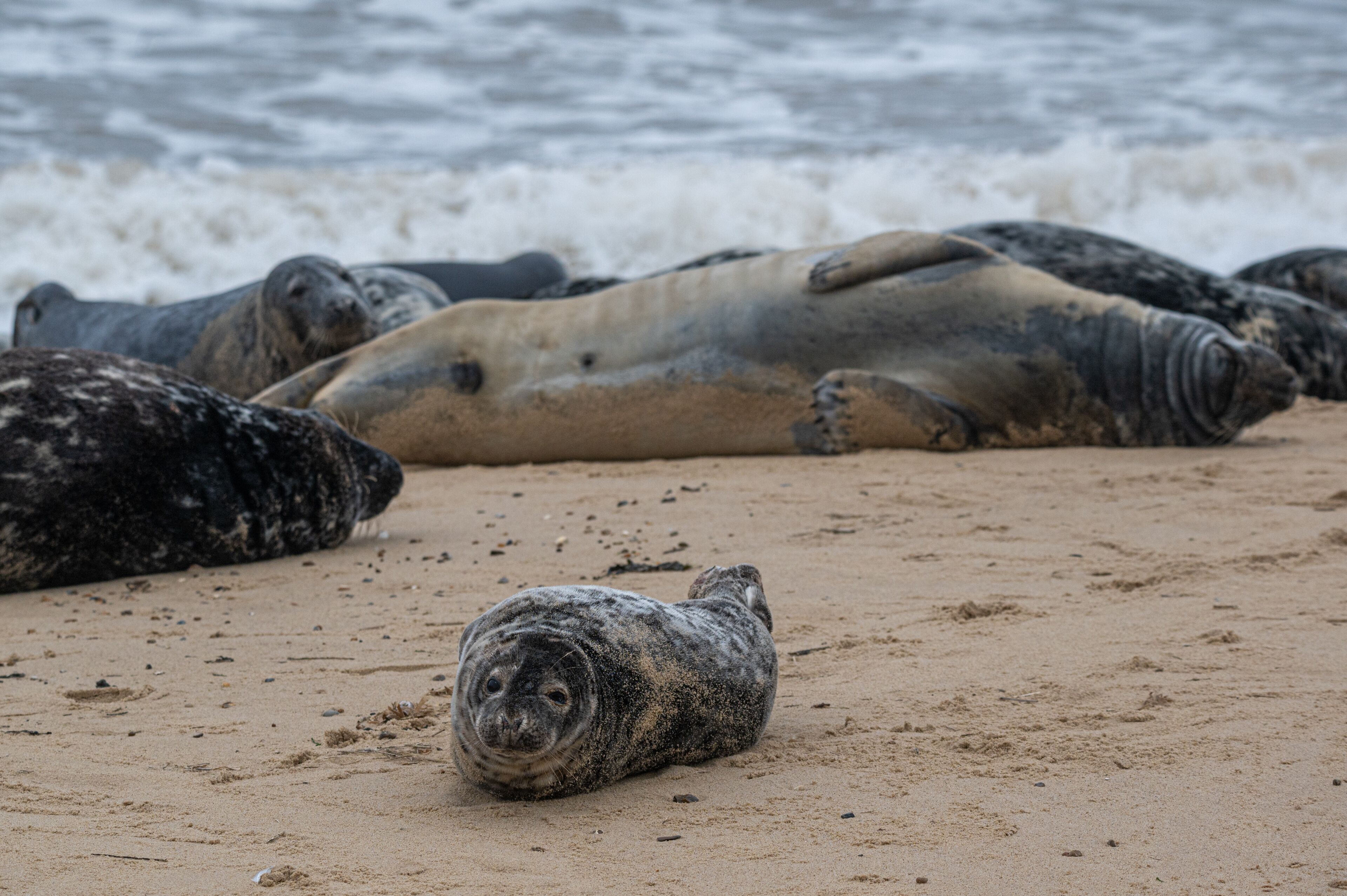 Grey seals, Halichoerus grypus, resting on sand beach, UK