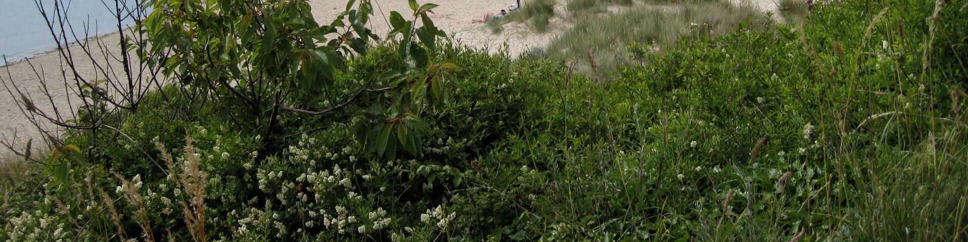 Mündungstrichter des Flusses Camel an der Padstow Bay in Cornwall, England