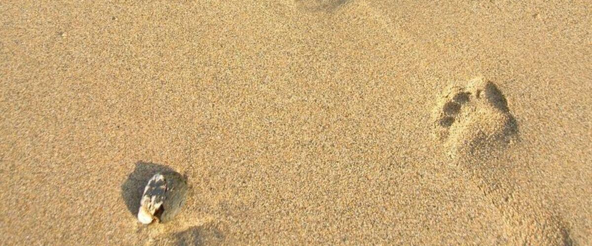 #desktop #beach