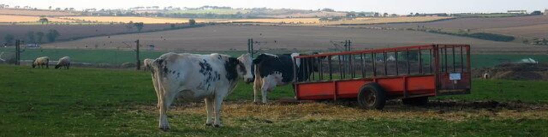 East Reston, near Ayton.