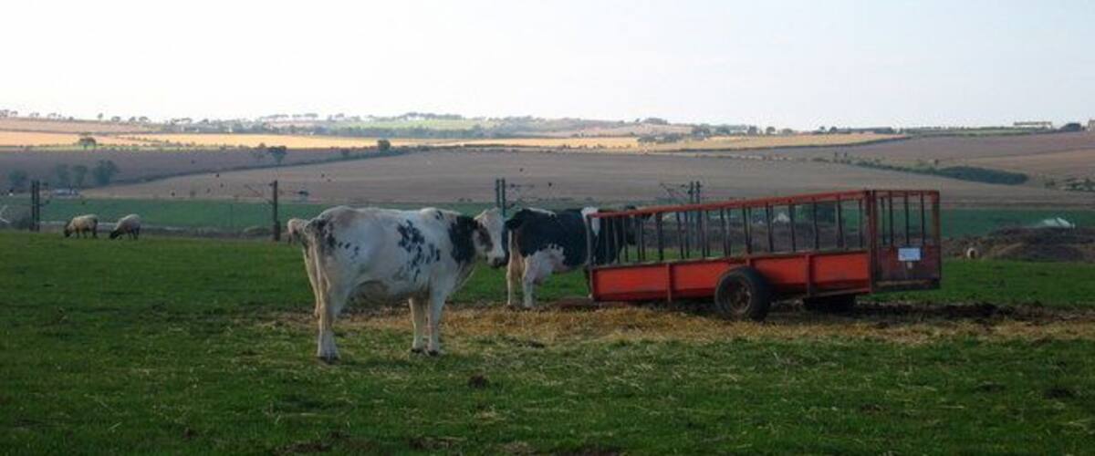 A green field with two cows and a red bus.