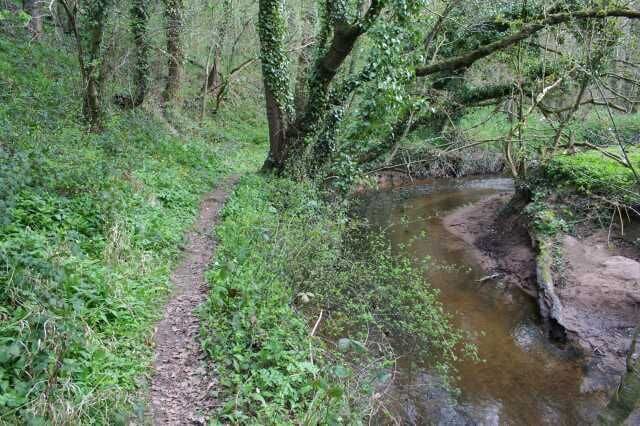 Footpath along Wych Brook Surprisingly for such an attractive spot (and contrary to appearances in this photo) this footpath is neglected, and hard-to-find from Sarn Bridge. The stream is the Wych Brook. Early-spring flowers in the woods here included Wood Avens, Wild Garlic, Lesser Celandine and Marsh Marigold.