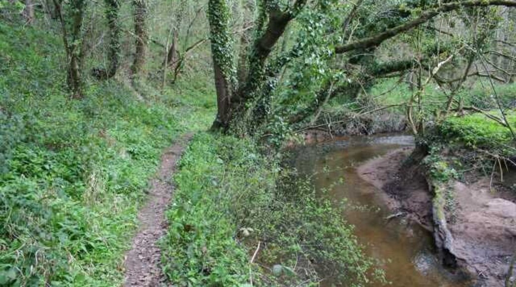 Footpath along Wych Brook Surprisingly for such an attractive spot (and contrary to appearances in this photo) this footpath is neglected, and hard-to-find from Sarn Bridge. The stream is the Wych Brook. Early-spring flowers in the woods here included Wood Avens, Wild Garlic, Lesser Celandine and Marsh Marigold.