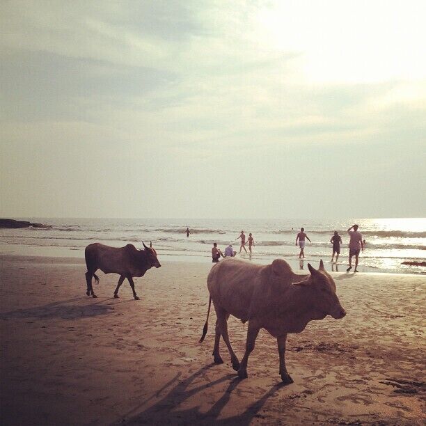 In INDIA, even cows get to enjoy strolls at the beach! ;) #IncredibleIndia