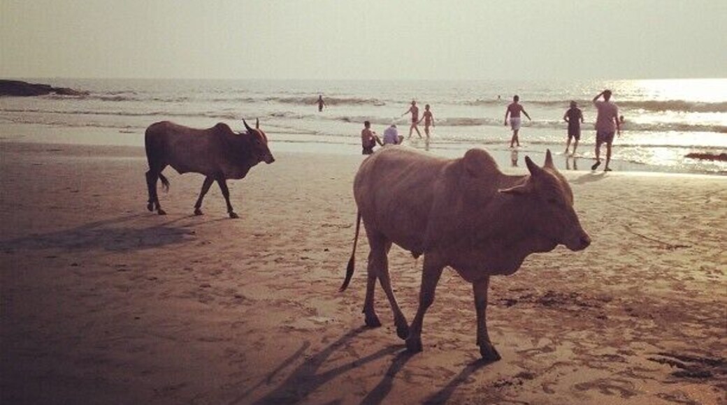 In INDIA, even cows get to enjoy strolls at the beach! ;) #IncredibleIndia