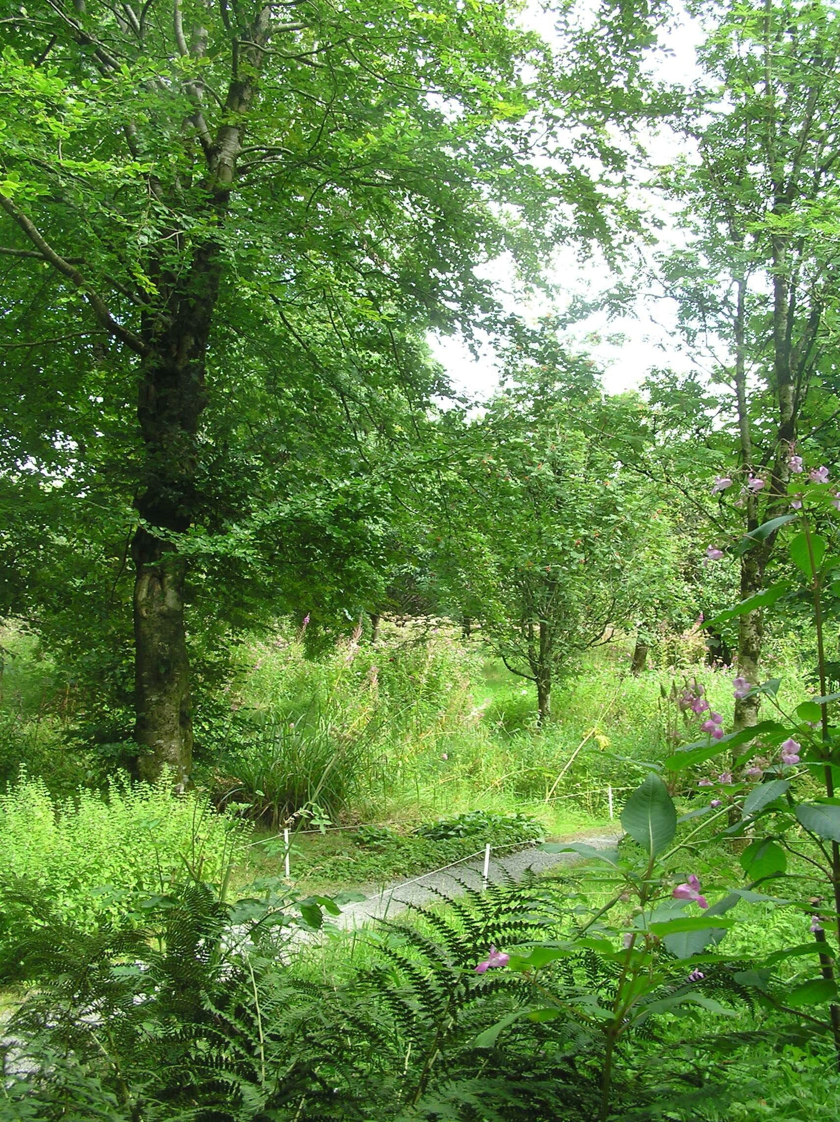 A dense forest with tall trees and lush green undergrowth.