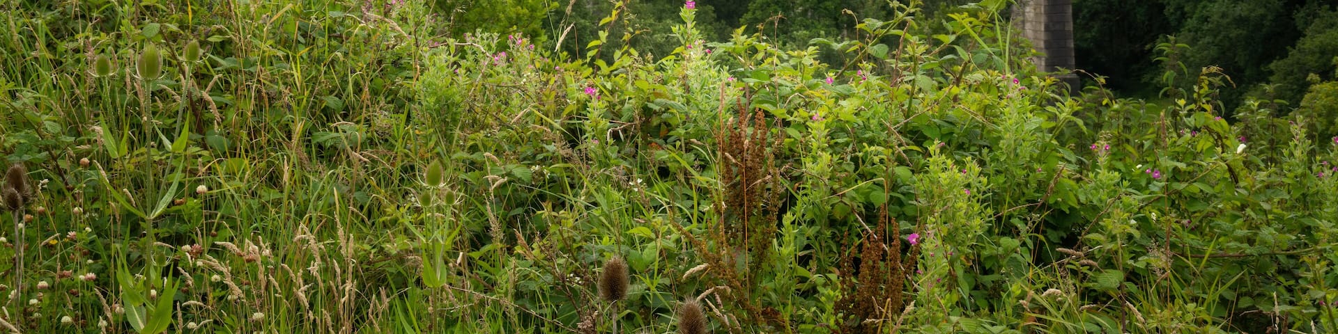 Holsworthy, Derriton railway viaduct. Landscape view. Devon, UK.