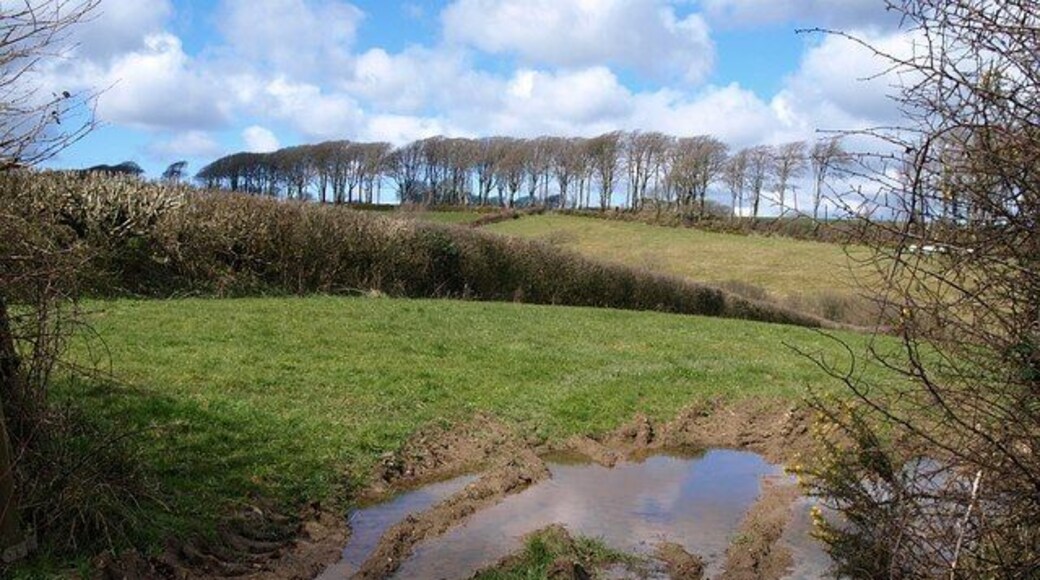 Field near Bradworthy Looking through a damp gateway from the lane from Bradworthy to Stowford. The fine beeches are on the lane past Berridon Hall, and, like the intervening valley (of a tributary of the Waldon), are in SS3114.