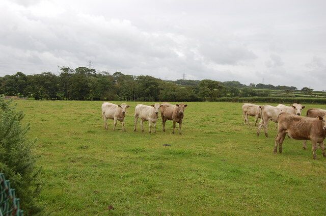 Cows in Field