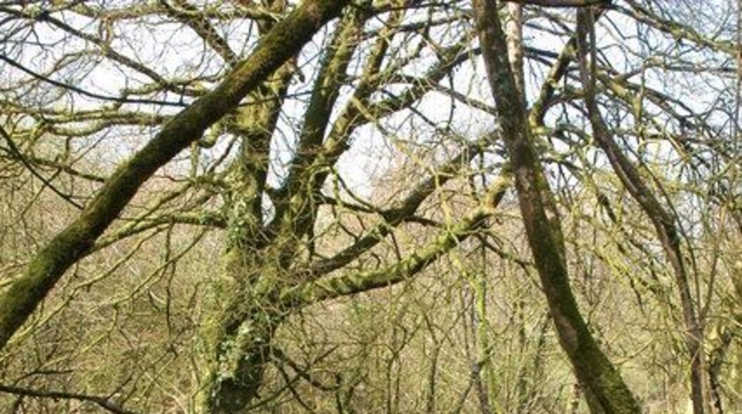 The river Waldon The river Waldon to the west of Bradworthy.
