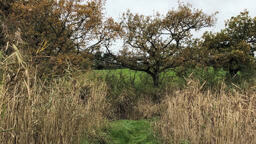 A walk with nature through these marsh lands stopping along the way at several bird hides.