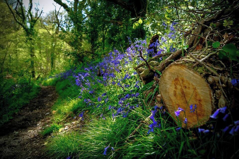Holyford Woodland carpeted by blue bells