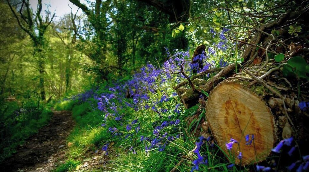 Holyford Woodland carpeted by blue bells